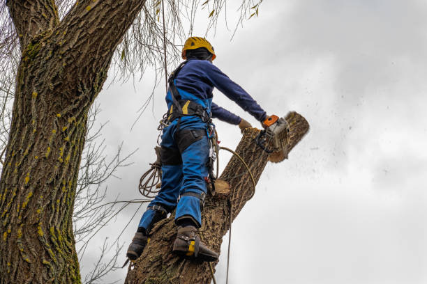 Best Tree Disease Treatment  in Cortland, NY