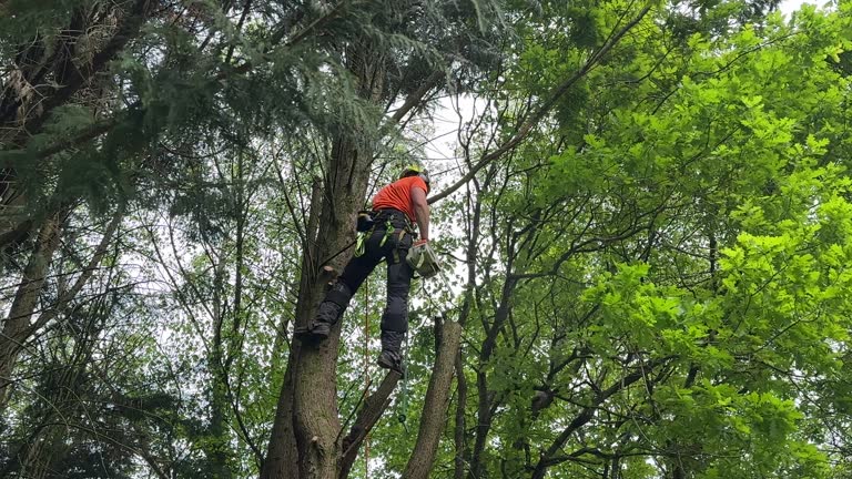 Mulching Services in Cortland, NY