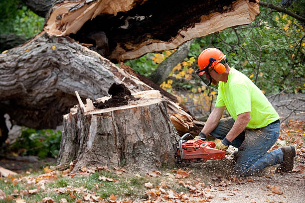 Best Tree Health Inspection  in Cortland, NY