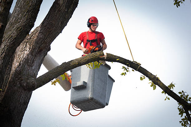 Best Arborist Consultation Services  in Cortland, NY