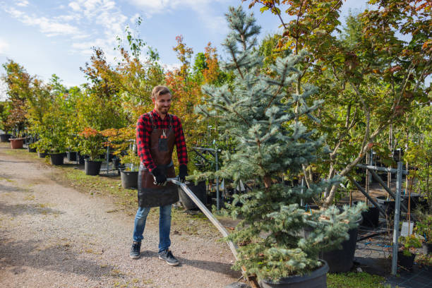 Reliable Cortland, NY  Tree Services Solutions