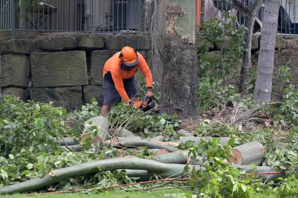 Best Tree Maintenance Programs  in Cortland, NY